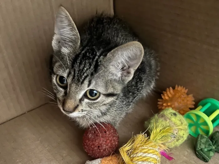 Gato ra a SRD-ViraLata idade 2 a 6 meses nome Mia