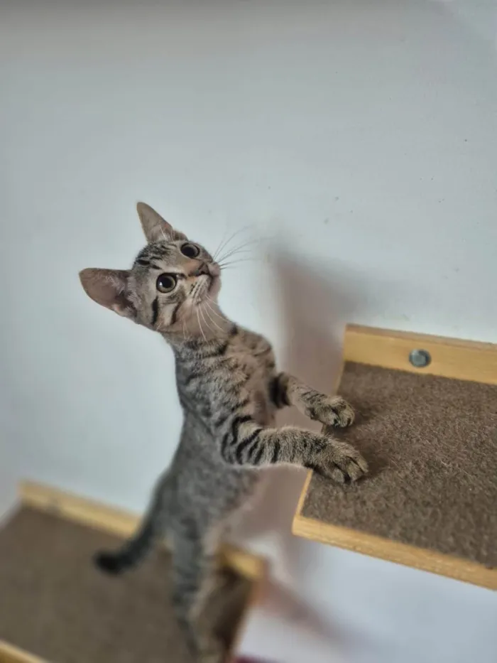 Gato ra a SRD-ViraLata idade 2 a 6 meses nome Mia