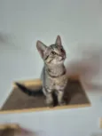 Mia