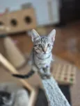 Mia