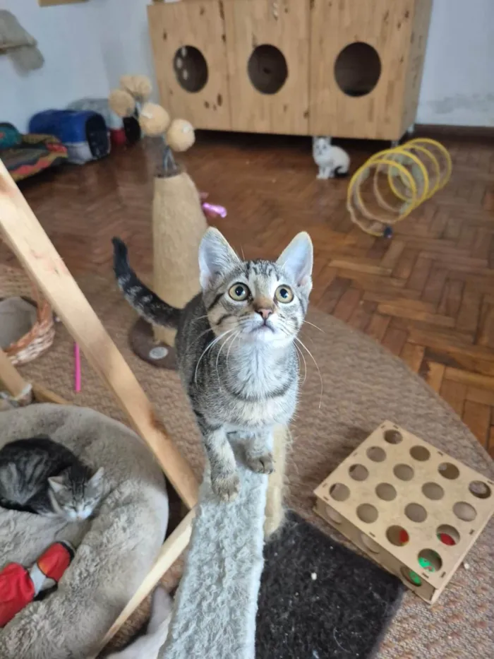 Gato ra a SRD-ViraLata idade 2 a 6 meses nome Mia
