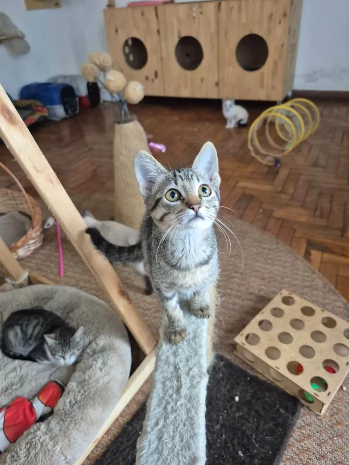 Gato ra a SRD-ViraLata idade 2 a 6 meses nome Mia