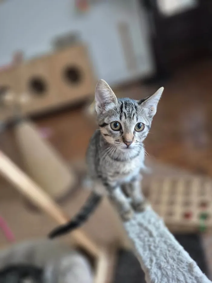 Gato ra a SRD-ViraLata idade 2 a 6 meses nome Mia