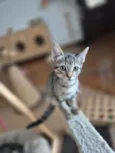 Mia
