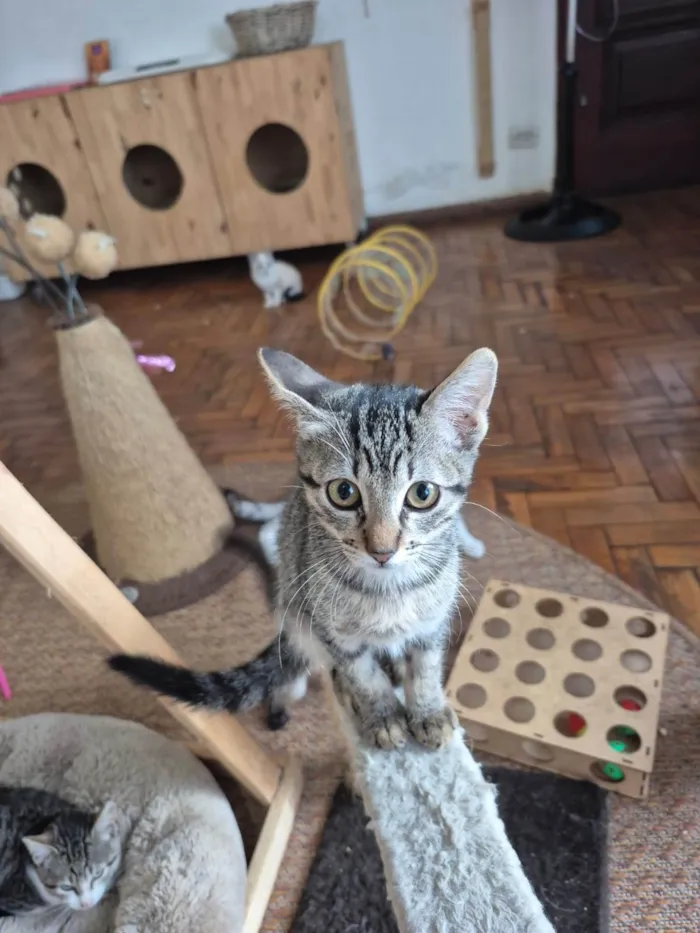 Gato ra a SRD-ViraLata idade 2 a 6 meses nome Mia