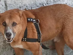 Cachorro raça SRD-ViraLata idade 2 a 6 meses nome Duk