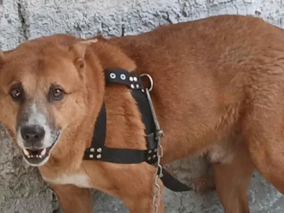 Cachorro raça SRD-ViraLata idade 2 a 6 meses nome Duk