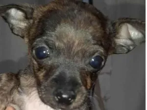 Cachorro raça Pinscher idade 2 a 6 meses nome Chamamos de Jully 