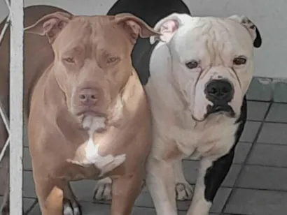 Cachorro raça Pit-Bull idade 4 anos nome Apolo