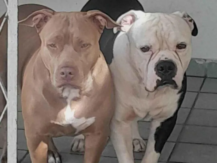 Cachorro ra a Pit-Bull idade 4 anos nome Apolo