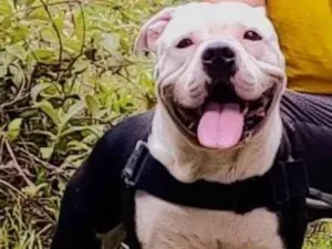 Cachorro raça Pit-Bull idade 4 anos nome Apolo