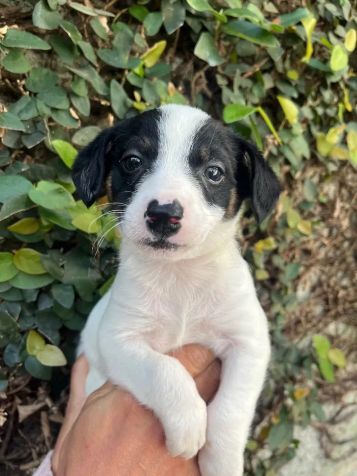 Cachorro ra a SRD-ViraLata idade Abaixo de 2 meses nome Isis
