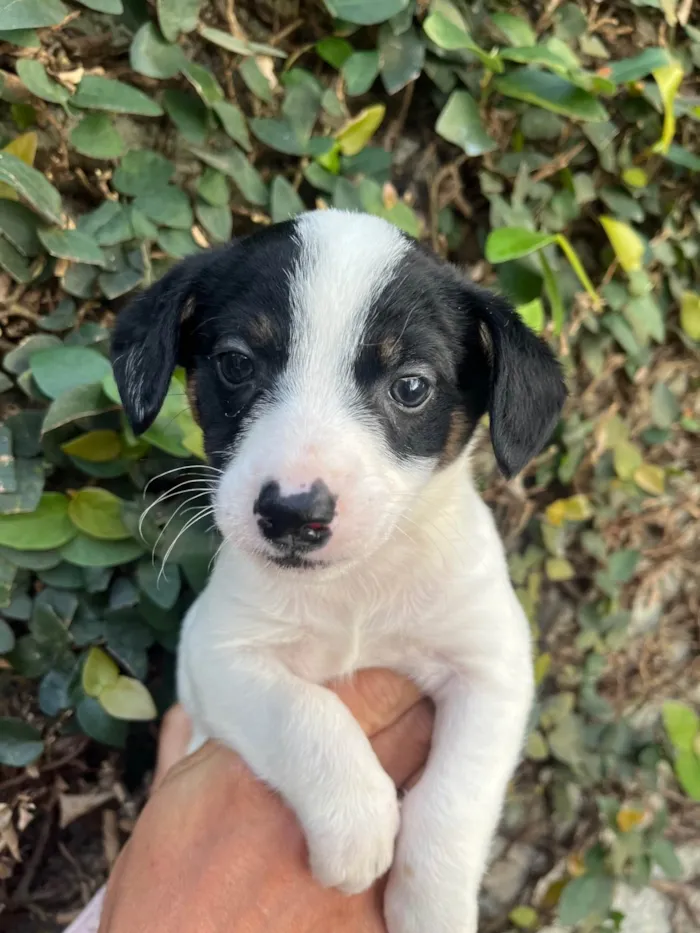 Cachorro ra a SRD-ViraLata idade Abaixo de 2 meses nome Isis