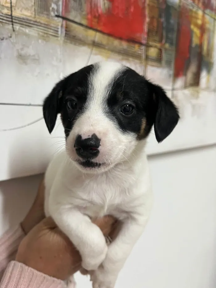 Cachorro ra a SRD-ViraLata idade Abaixo de 2 meses nome Isis