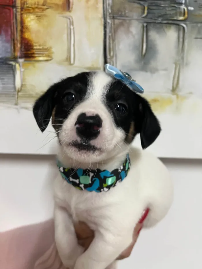 Cachorro ra a SRD-ViraLata idade Abaixo de 2 meses nome Isis
