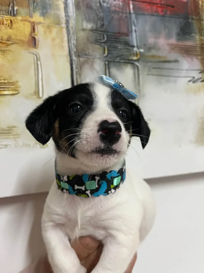 Cachorro ra a SRD-ViraLata idade Abaixo de 2 meses nome Isis
