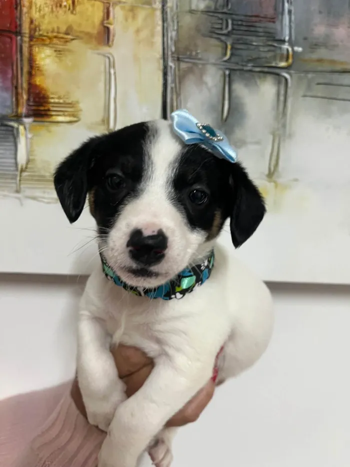 Cachorro ra a SRD-ViraLata idade Abaixo de 2 meses nome Isis