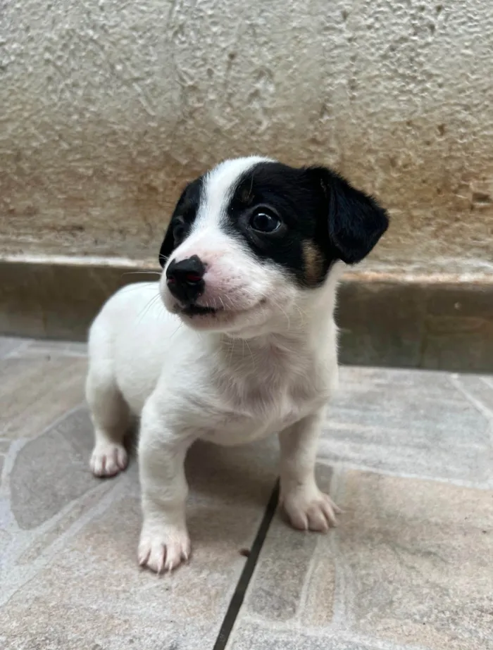 Cachorro ra a SRD-ViraLata idade Abaixo de 2 meses nome Isis