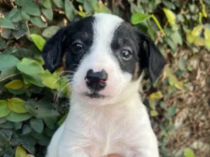 Cachorro raça SRD-ViraLata idade Abaixo de 2 meses nome Isis