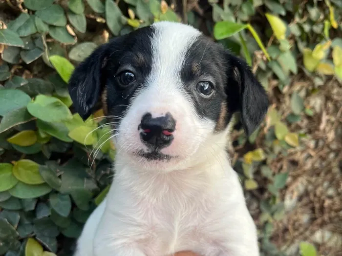 Cachorro ra a SRD-ViraLata idade Abaixo de 2 meses nome Isis