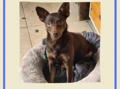 Cachorro raça SRD-ViraLata idade 1 ano nome Sereno