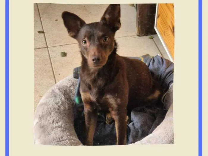 Cachorro ra a SRD-ViraLata idade 1 ano nome Sereno
