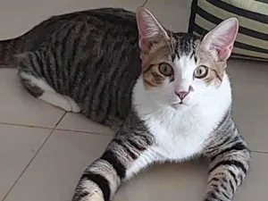 Gato raça SRD-ViraLata idade 7 a 11 meses nome THEO