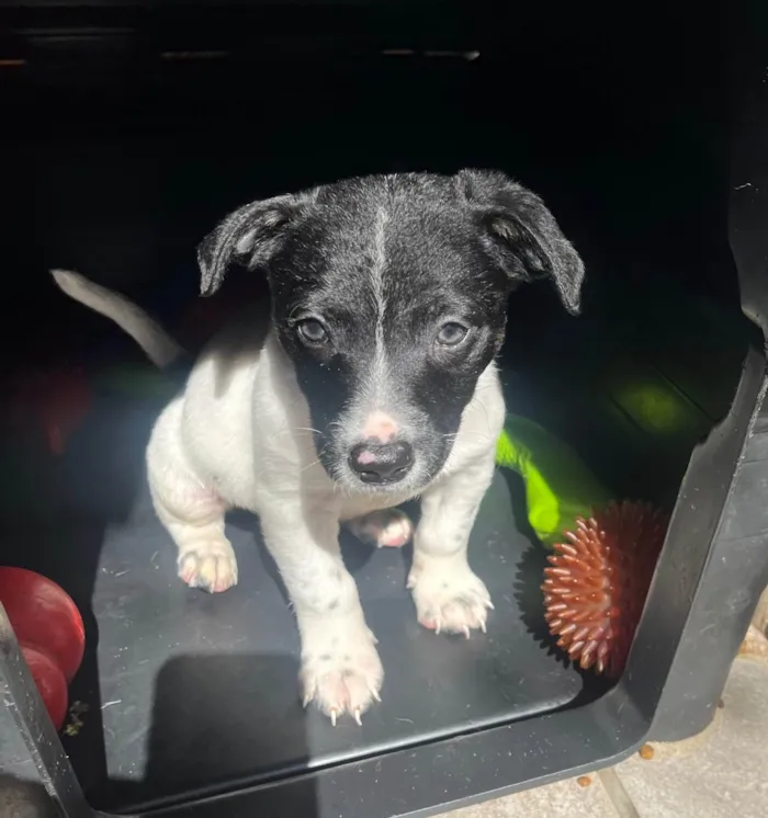 Cachorro ra a SRD-ViraLata idade Abaixo de 2 meses nome Icaro