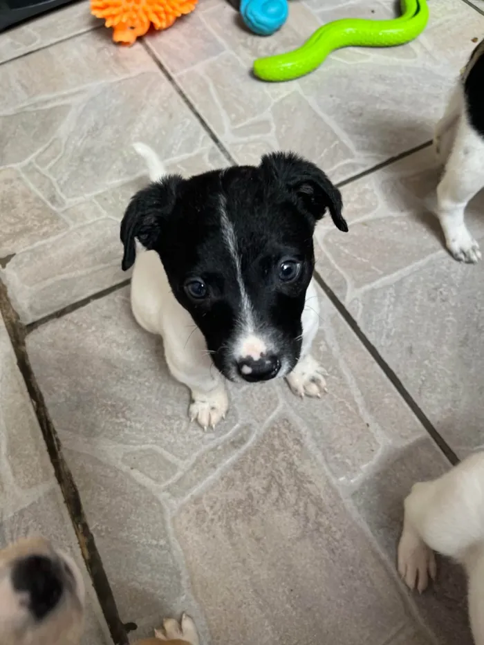 Cachorro ra a SRD-ViraLata idade Abaixo de 2 meses nome Icaro