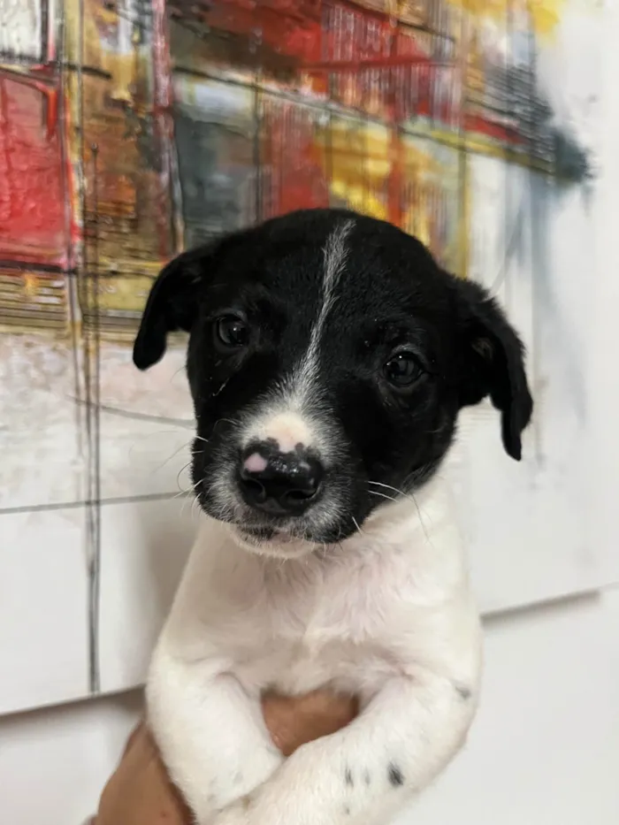 Cachorro ra a SRD-ViraLata idade Abaixo de 2 meses nome Icaro