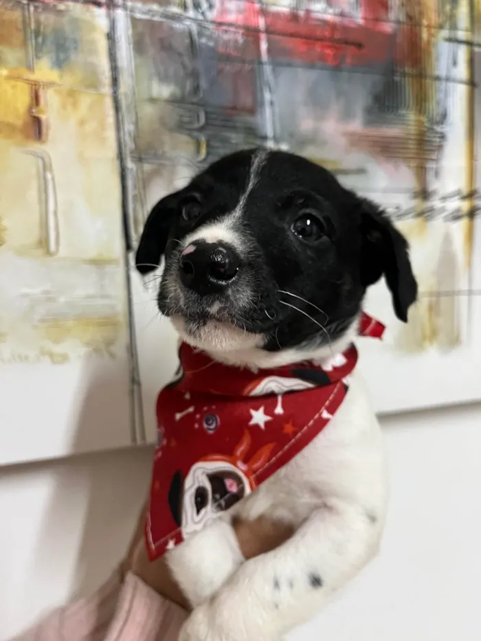 Cachorro ra a SRD-ViraLata idade Abaixo de 2 meses nome Icaro