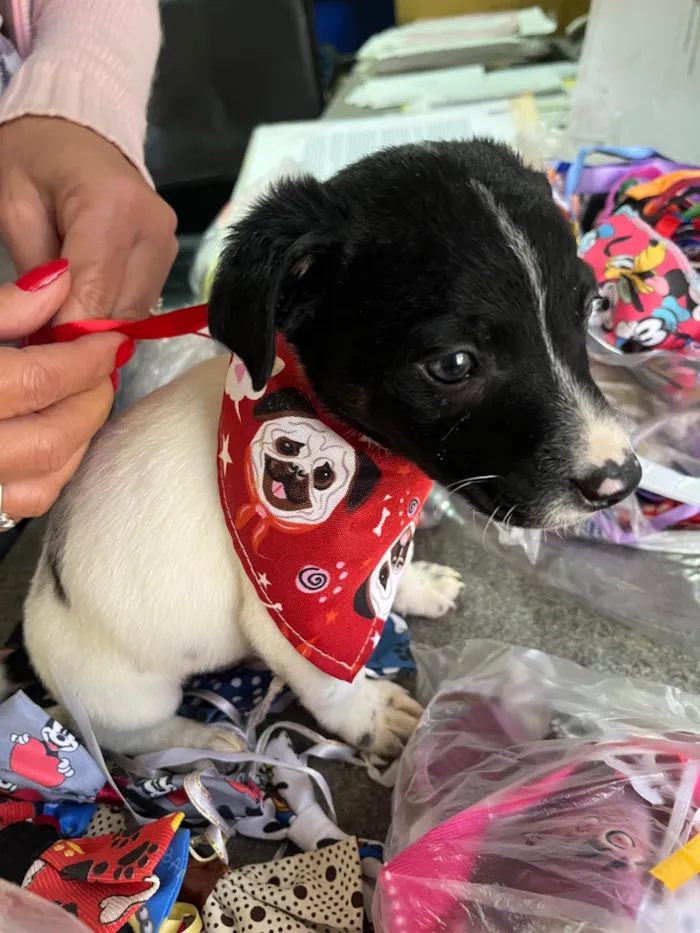 Cachorro ra a SRD-ViraLata idade Abaixo de 2 meses nome Icaro