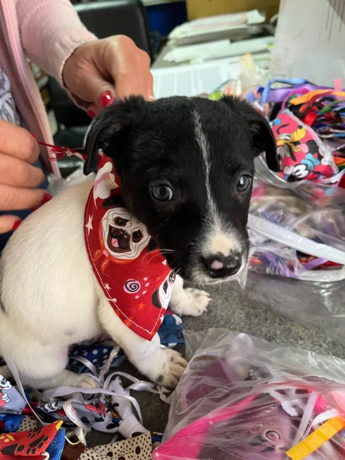 Cachorro ra a SRD-ViraLata idade Abaixo de 2 meses nome Icaro