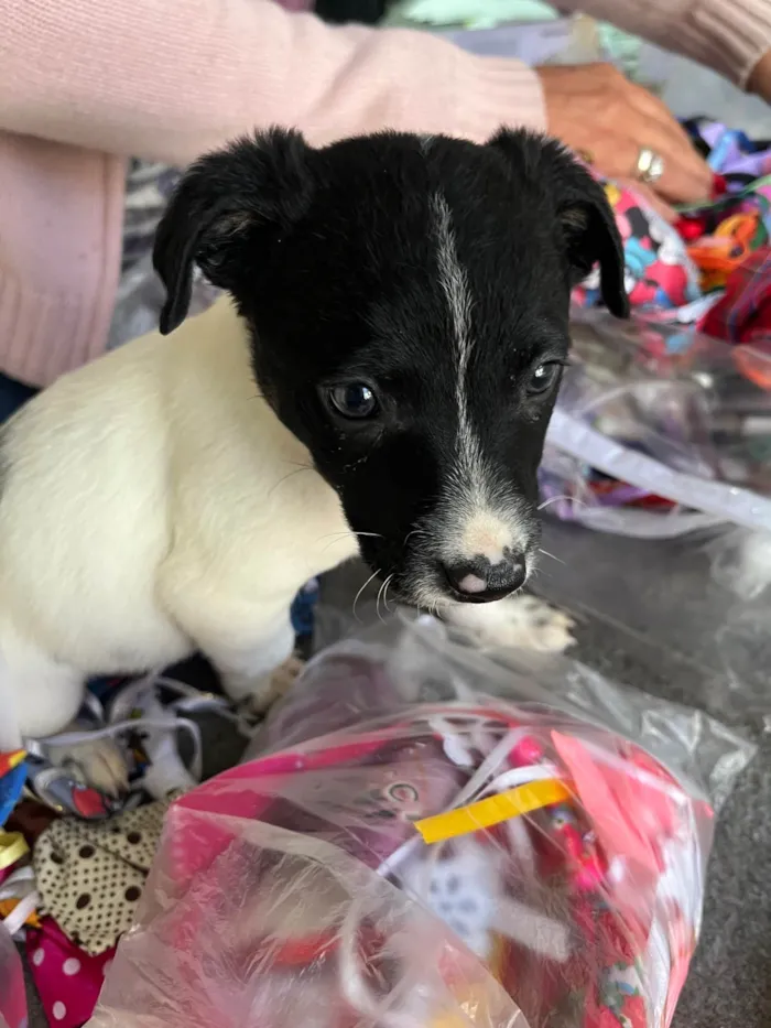 Cachorro ra a SRD-ViraLata idade Abaixo de 2 meses nome Icaro