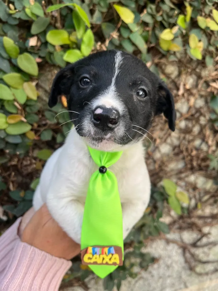 Cachorro ra a SRD-ViraLata idade Abaixo de 2 meses nome Icaro