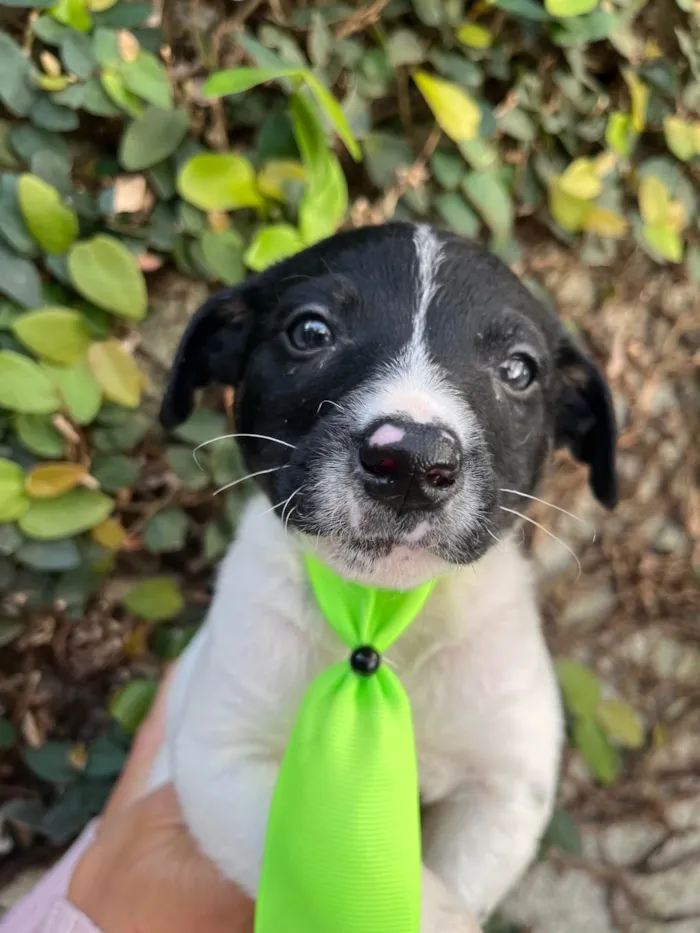Cachorro ra a SRD-ViraLata idade Abaixo de 2 meses nome Icaro