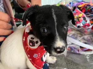 Cachorro raça SRD-ViraLata idade Abaixo de 2 meses nome Icaro