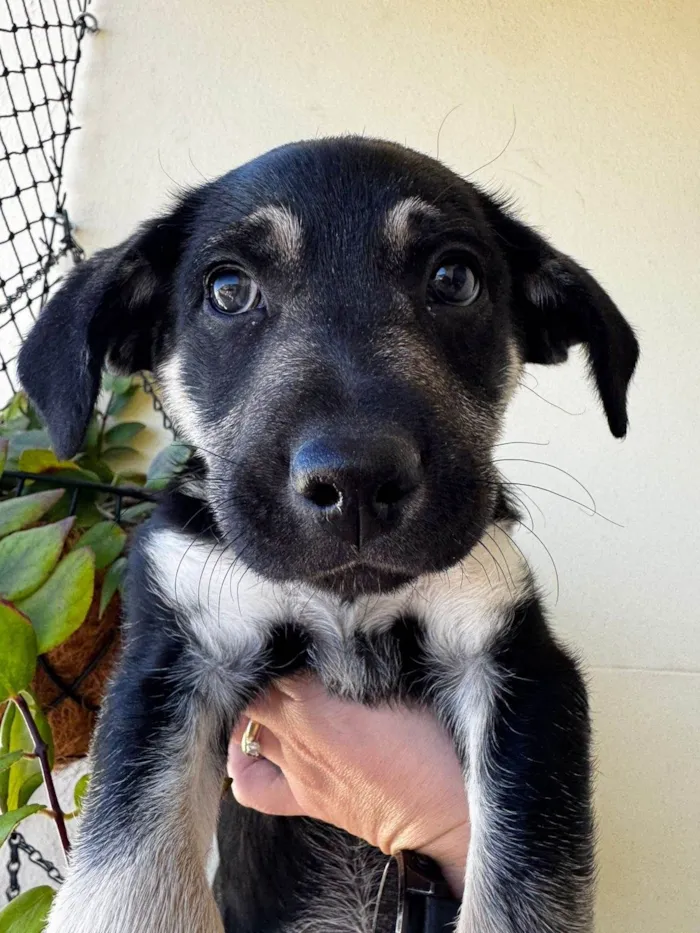 Cachorro ra a SRD-ViraLata idade 2 a 6 meses nome Mada