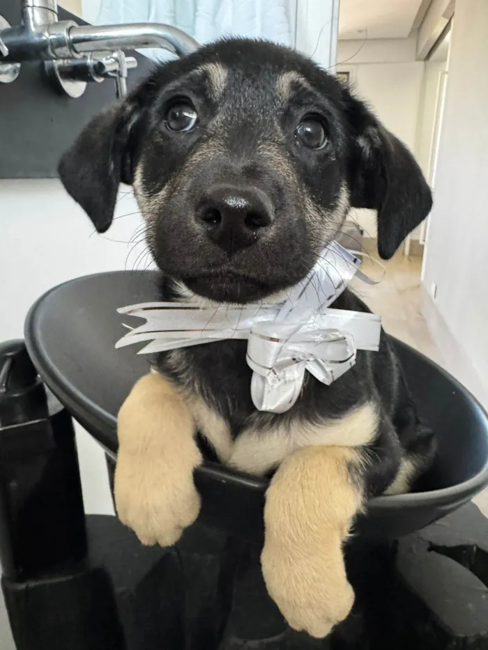 Cachorro ra a SRD-ViraLata idade 2 a 6 meses nome Mada