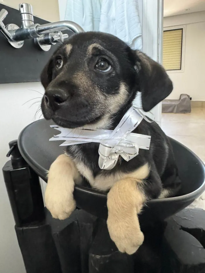 Cachorro ra a SRD-ViraLata idade 2 a 6 meses nome Mada