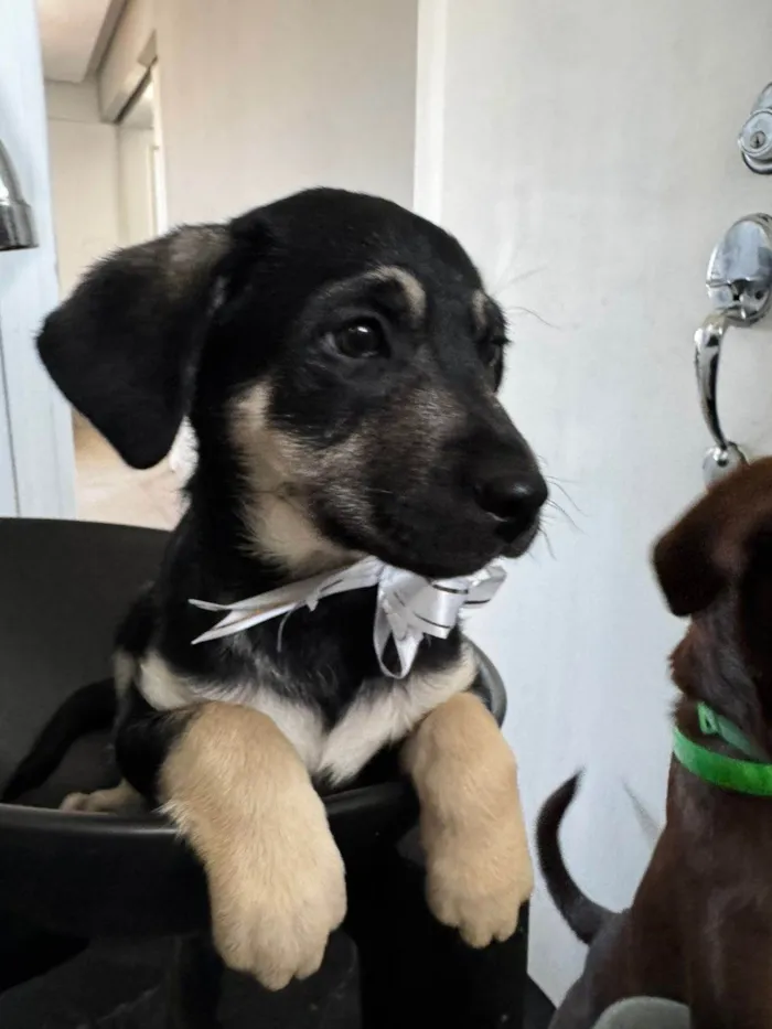 Cachorro ra a SRD-ViraLata idade 2 a 6 meses nome Mada