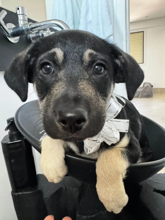 Cachorro ra a SRD-ViraLata idade 2 a 6 meses nome Mada