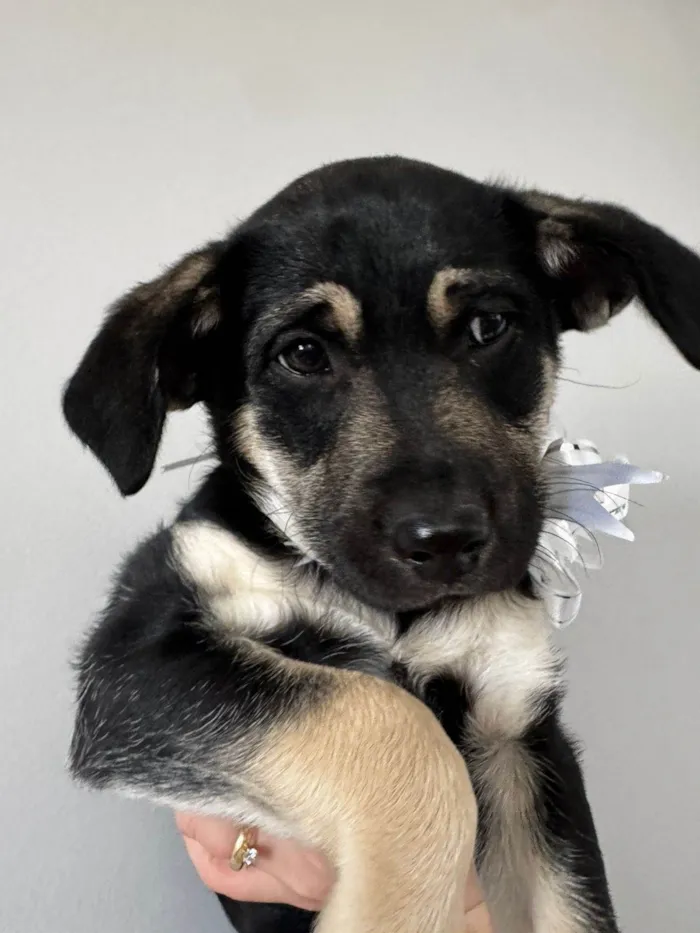 Cachorro ra a SRD-ViraLata idade 2 a 6 meses nome Mada