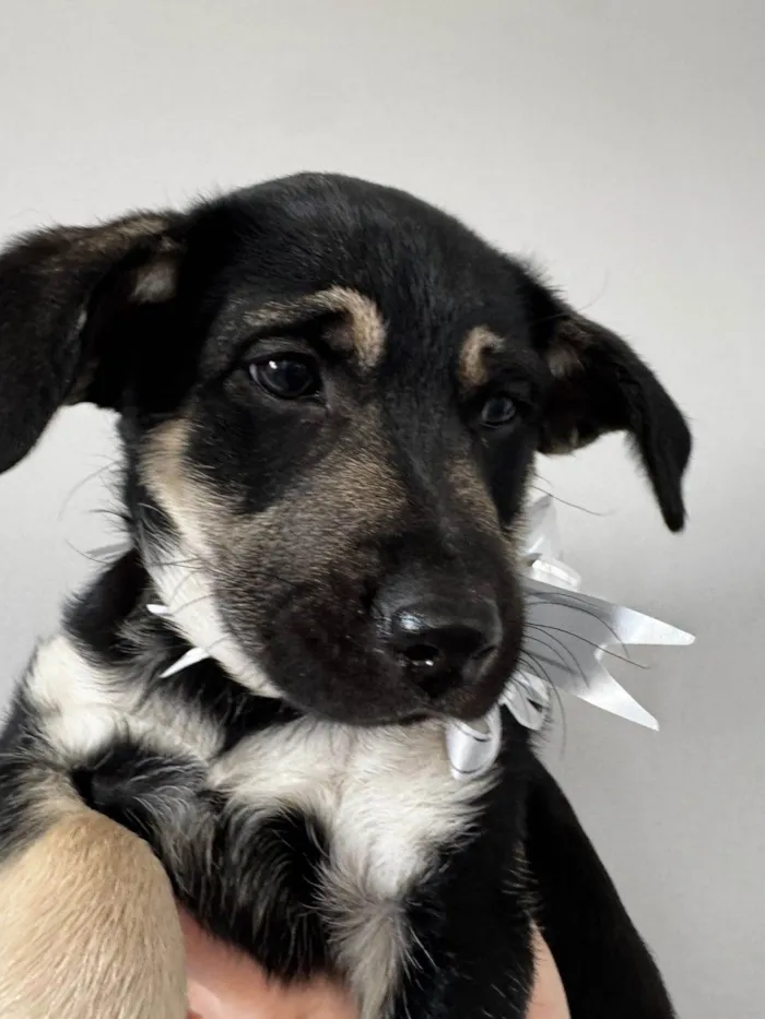 Cachorro ra a SRD-ViraLata idade 2 a 6 meses nome Mada