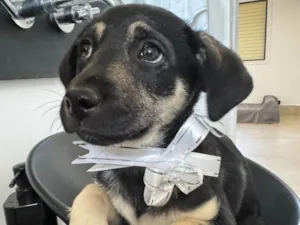 Cachorro raça SRD-ViraLata idade 2 a 6 meses nome Mada