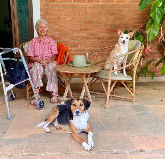 Cachorro ra a SRD-ViraLata idade 6 ou mais anos nome Nino