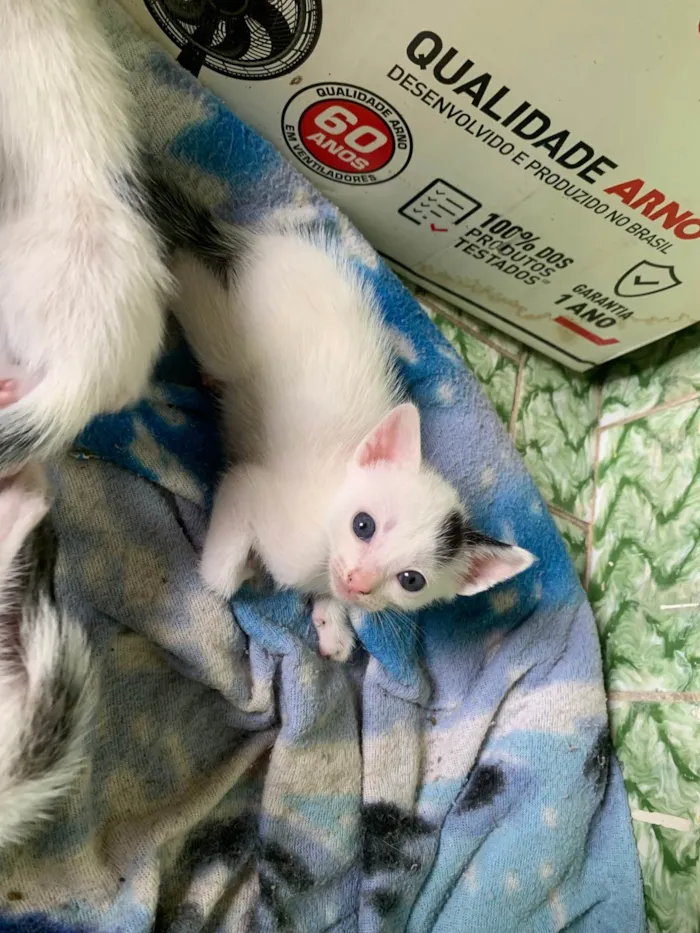 Gato ra a SRD-ViraLata idade 2 a 6 meses nome Sem nome