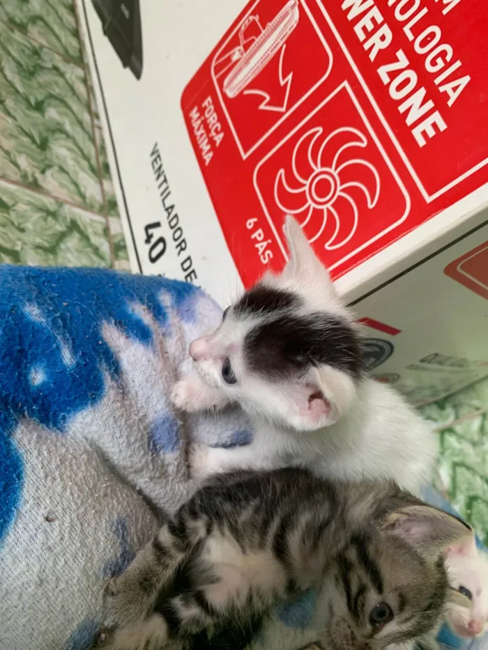 Gato ra a SRD-ViraLata idade 2 a 6 meses nome Sem nome