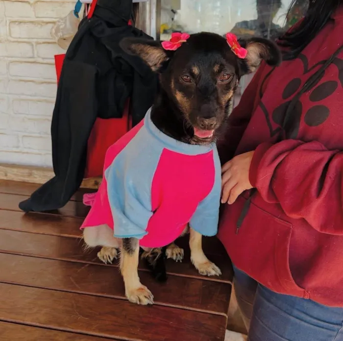 Cachorro ra a SRD-ViraLata idade 3 anos nome Nicole 