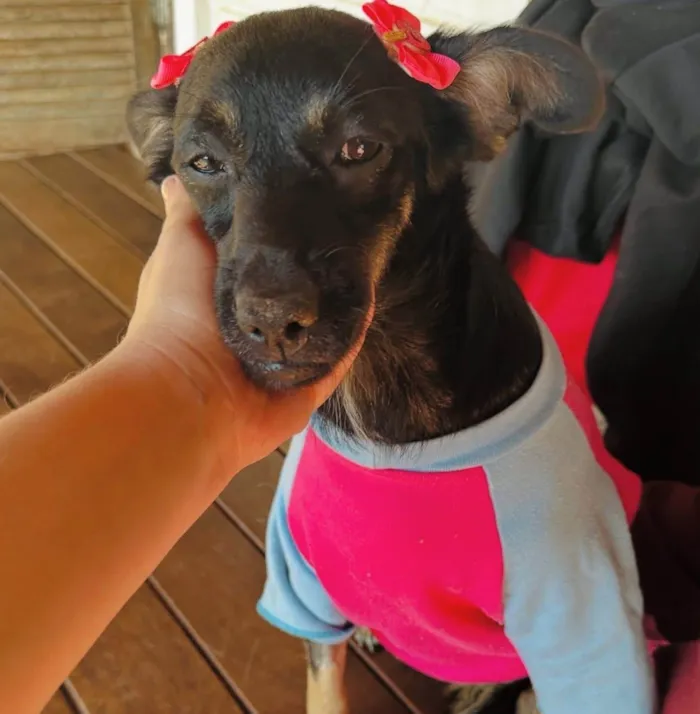 Cachorro ra a SRD-ViraLata idade 3 anos nome Nicole 